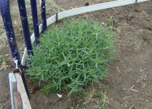 Gypsophila perennial Snowflake: planting and care + photo