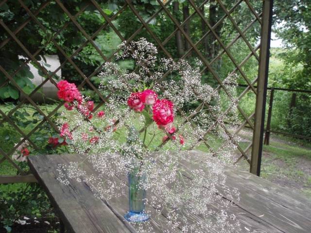 Gypsophila perennial Snowflake: planting and care + photo