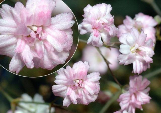 Gypsophila perennial Snowflake: planting and care + photo