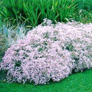 Gypsophila perennial Snowflake: planting and care + photo