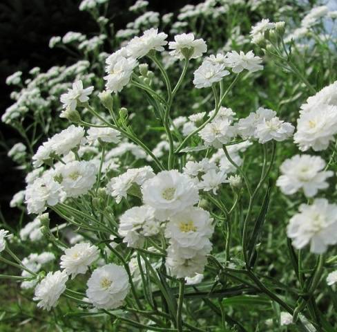 Gypsophila perennial Snowflake: planting and care + photo