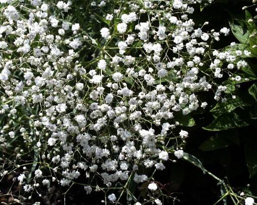 Gypsophila perennial Snowflake: planting and care + photo