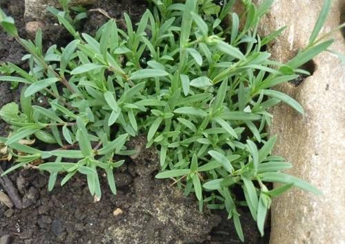 Gypsophila perennial Snowflake: planting and care + photo