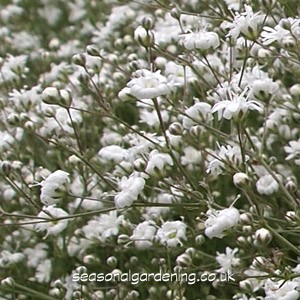 Gypsophila perennial Snowflake: planting and care + photo