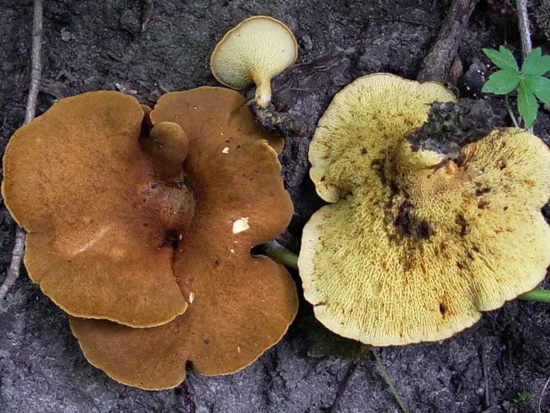 Gyrodon merulioides (Gyrodon merulioides) photo and description