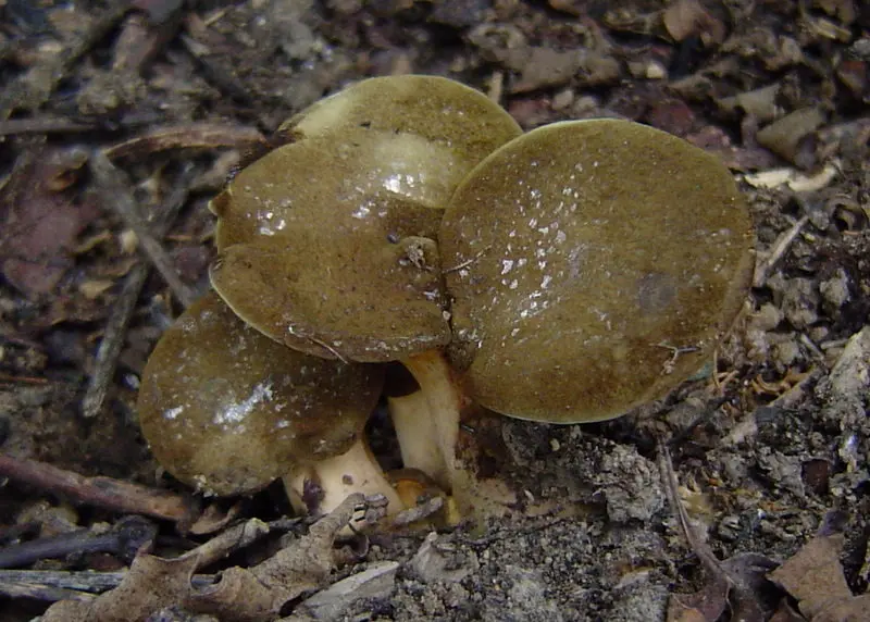 Gyrodon merulioides (Gyrodon merulioides) photo and description