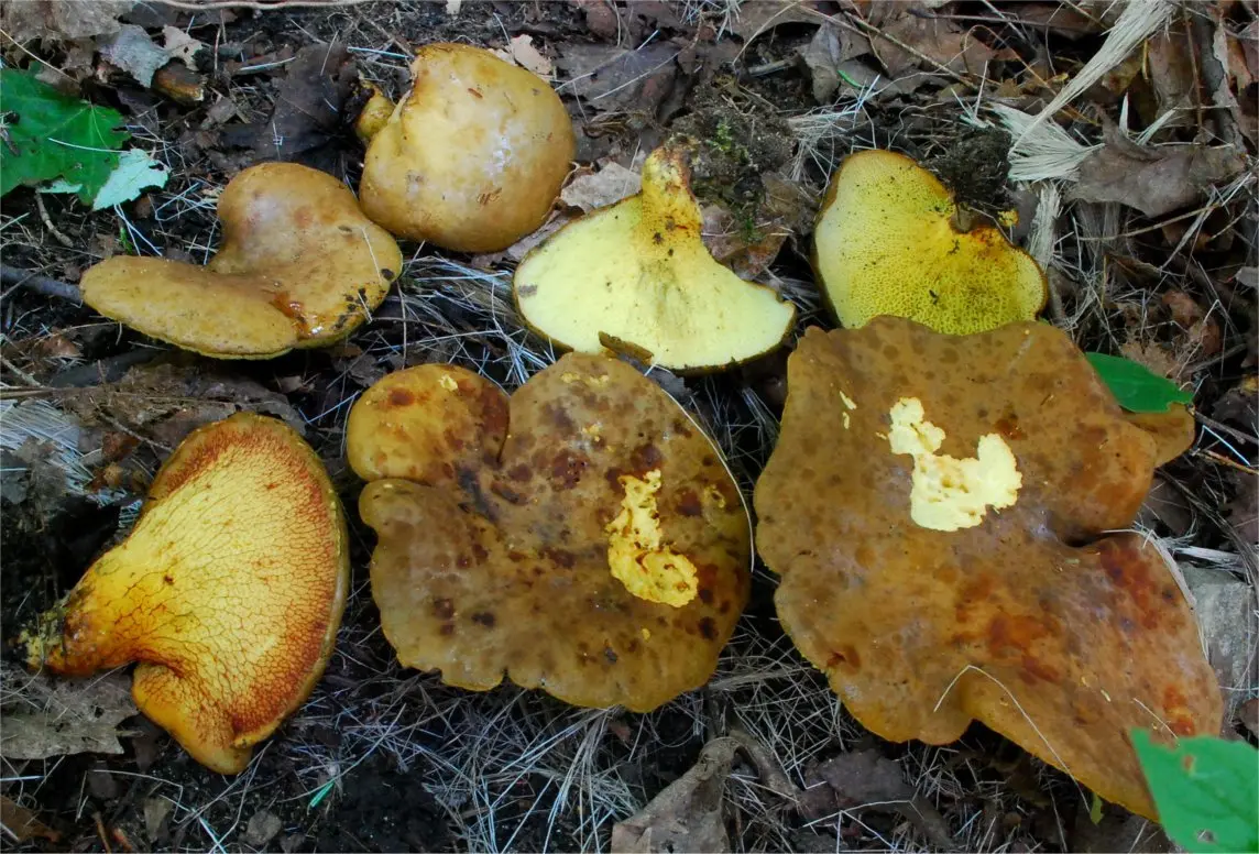 Gyrodon merulioides (Gyrodon merulioides) photo and description