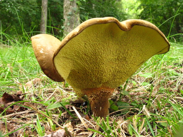 Gyrodon merulius-shaped: description, edibility and photo