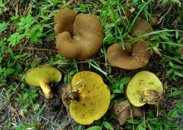 Gyrodon merulius-shaped: description, edibility and photo