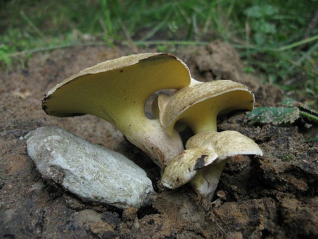 Gyrodon merulius-shaped: description, edibility and photo