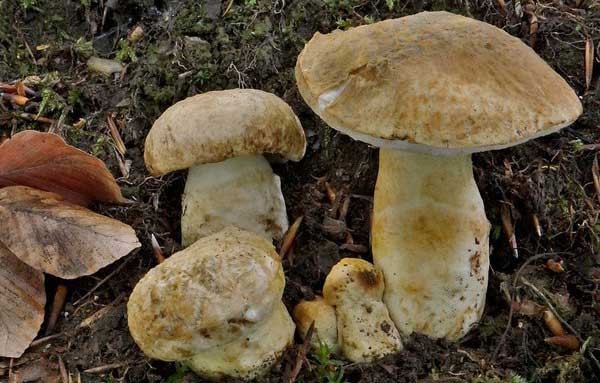 Gyroporus blue: description and photo