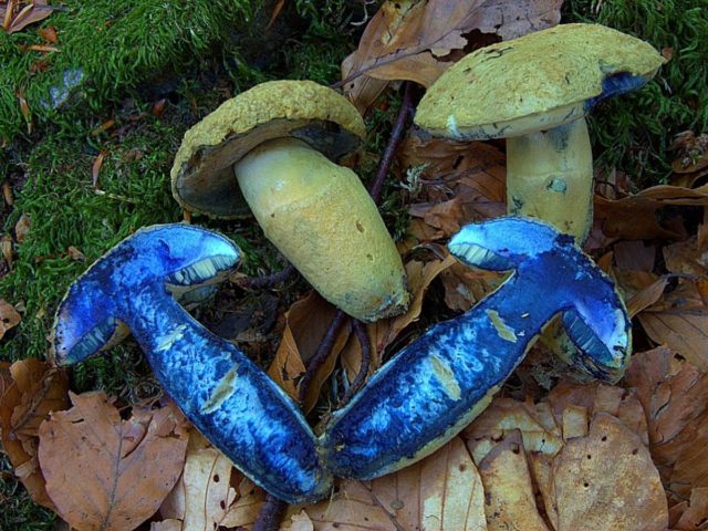 Gyroporus blue: description and photo