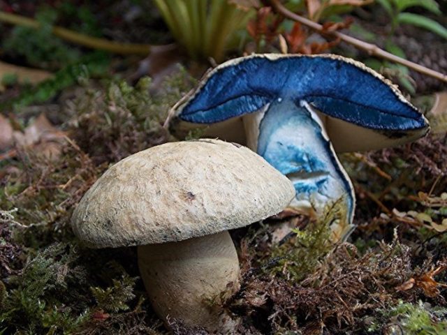 Gyroporus blue: description and photo