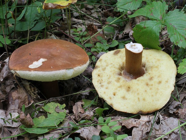 Gyroporus chestnut: description and photo