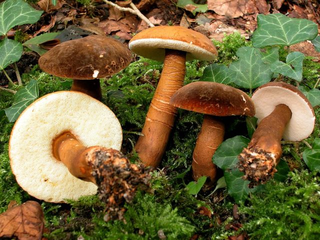 Gyroporus chestnut: description and photo