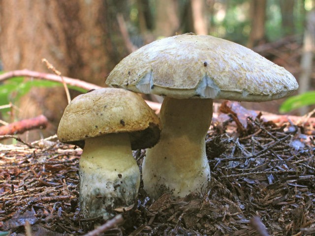 Gyroporus chestnut: description and photo