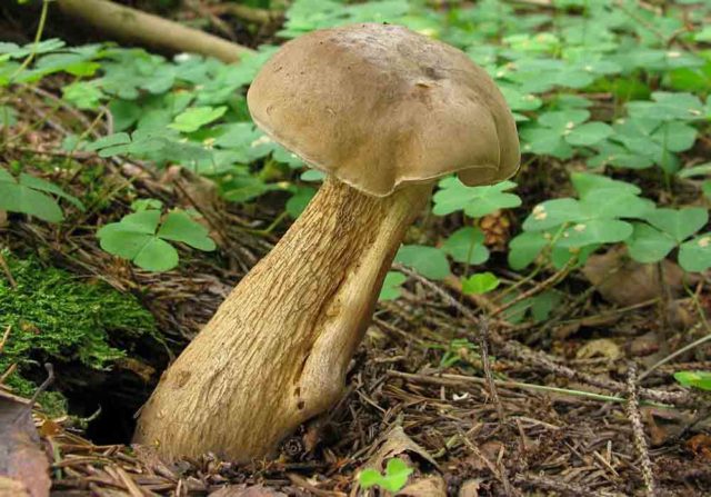 Gyroporus chestnut: description and photo