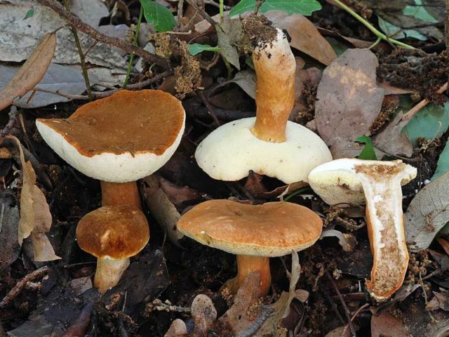 Gyroporus chestnut: description and photo