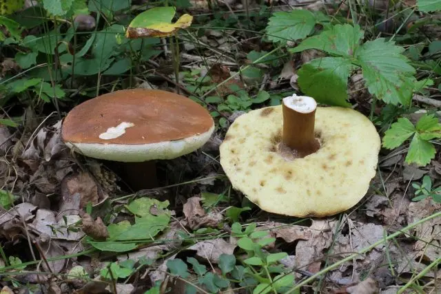 Gyroporus sandy: description and photo