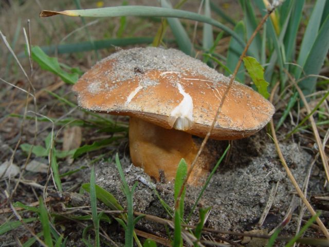 Gyroporus sandy: description and photo