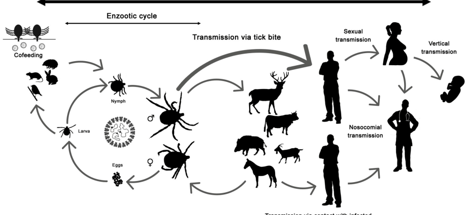 Haemorrhagic fever was first diagnosed in 25 years. This country was virus free