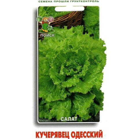 Half-headed lettuce Kucheryavets Odessa: how to plant, benefits and harms, photos, reviews