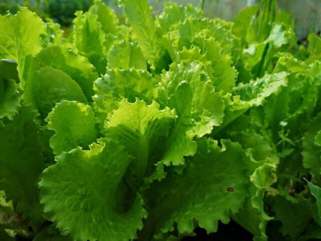 Half-headed lettuce Kucheryavets Odessa: how to plant, benefits and harms, photos, reviews