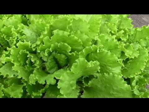 Half-headed lettuce Kucheryavets Odessa: how to plant, benefits and harms, photos, reviews