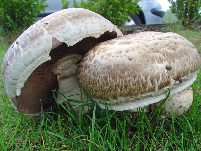 Half-shod champignon: edibility, description and photo