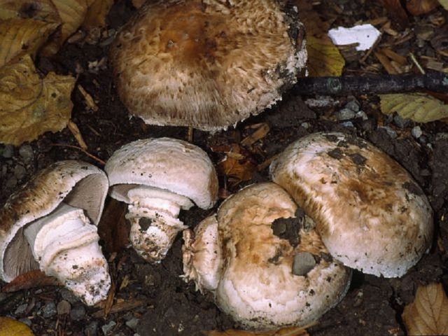 Half-shod champignon: edibility, description and photo