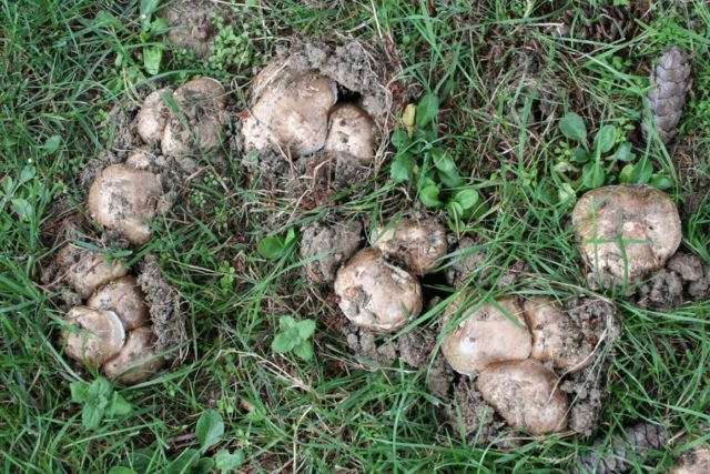 Half-shod champignon: edibility, description and photo