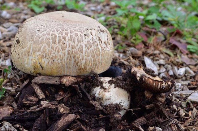 Half-shod champignon: edibility, description and photo