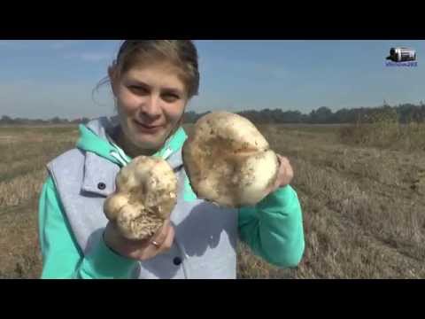 Half-shod champignon: edibility, description and photo