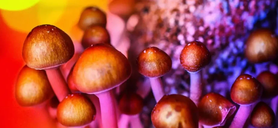 Hallucinogenic mushrooms &#8211; action, side effects, addiction