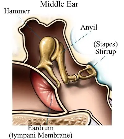 Hammer, anvil, stirrup &#8211; the smallest bones in the human body