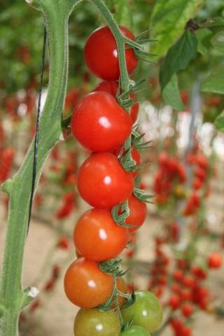 Hand tomatoes: the best varieties + photo