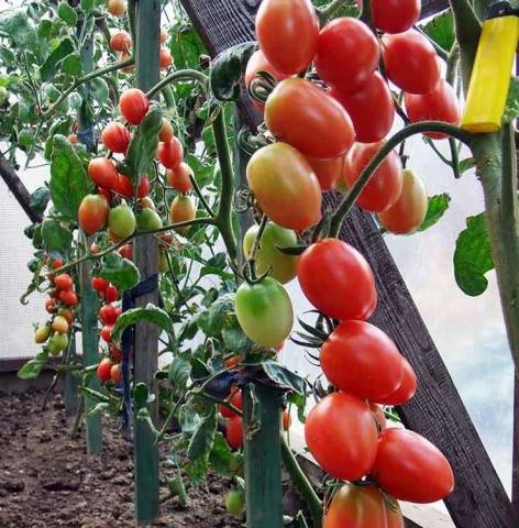 Hand tomatoes: the best varieties + photo