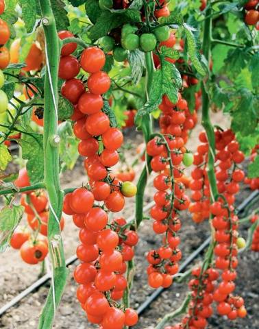 Hand tomatoes: the best varieties + photo