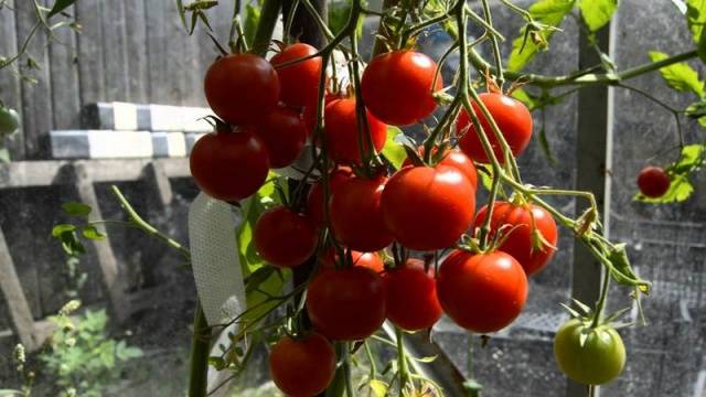 Hand tomatoes: the best varieties + photo