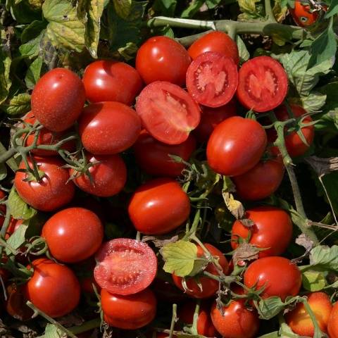 Hand tomatoes: the best varieties + photo