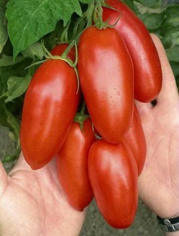 Hand tomatoes: the best varieties + photo