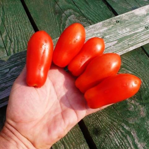 Hand tomatoes: the best varieties + photo