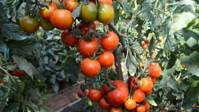 Hand tomatoes: the best varieties + photo