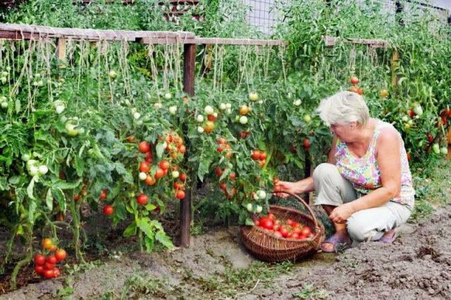 Hand tomatoes: the best varieties + photo