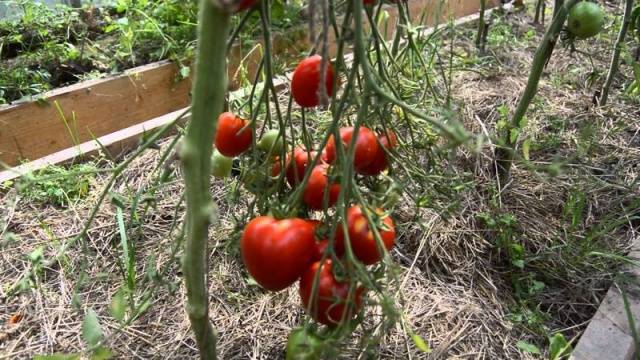 Hand tomatoes: the best varieties + photo