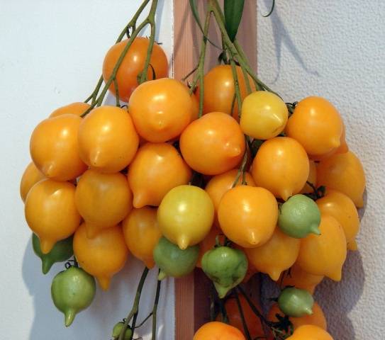 Hand tomatoes: the best varieties + photo