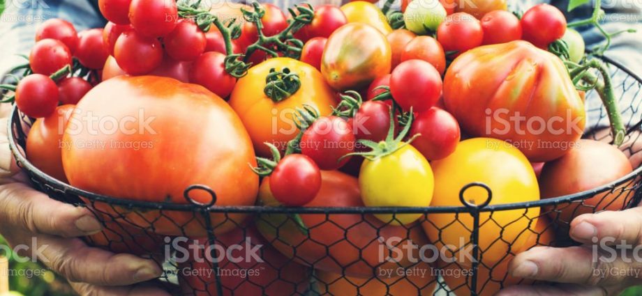 Hand tomatoes: the best varieties + photo