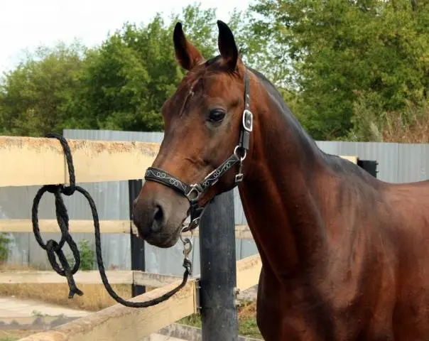 Hanoverian horse breed