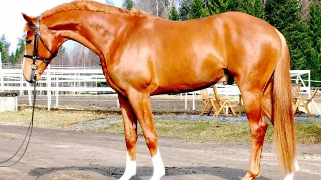 Hanoverian horse breed