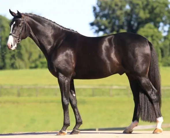 Hanoverian horse breed